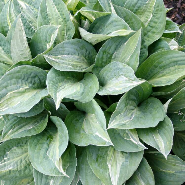 Plant image Hosta 'Striptease'