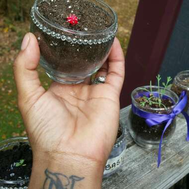 Moon Cactus (Graft)