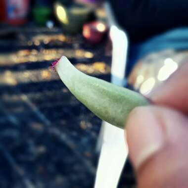 Succulent