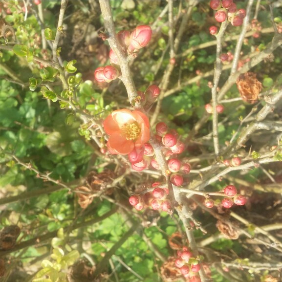 Japanese Quince