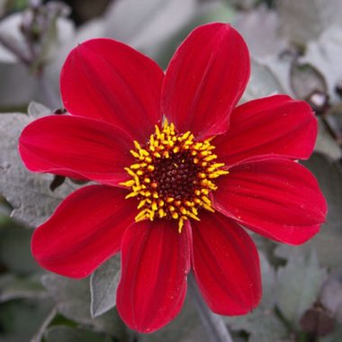 Dahlia 'Happy Single™ Romeo'