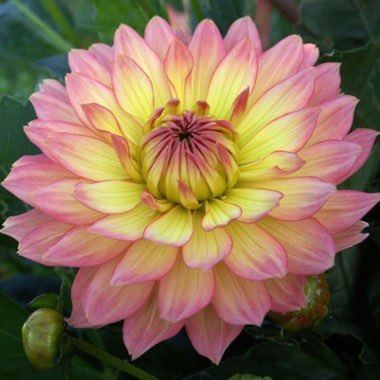 Dahlia 'Gallery Pablo' (Gallery Series)