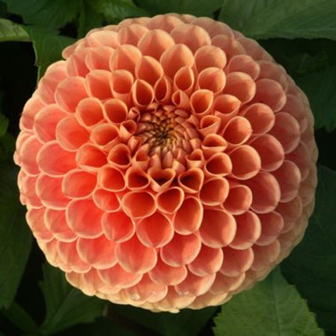 Dahlia 'Amberglow' (Ball)