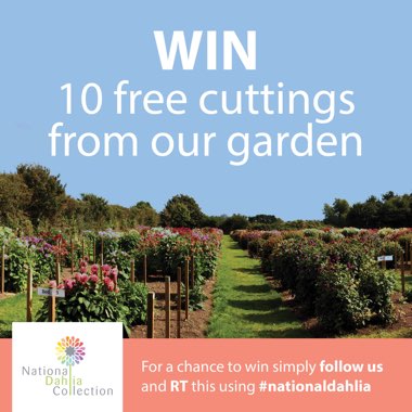 National Dahlia's garden