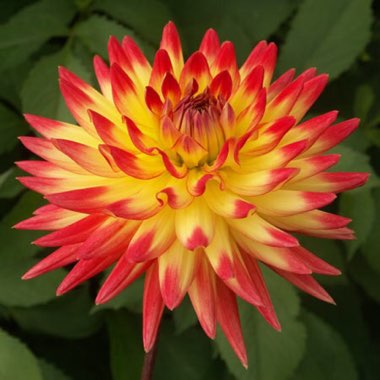 Dahlia 'Bridge View Aloha' (Semi-cactus)