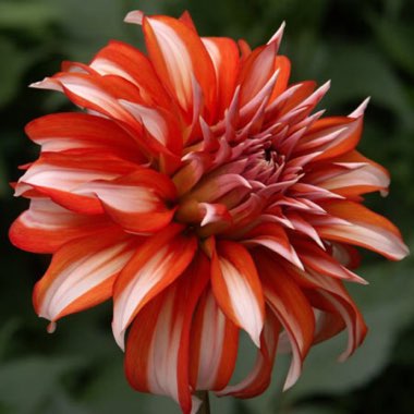 Dahlia 'Santa Claus'