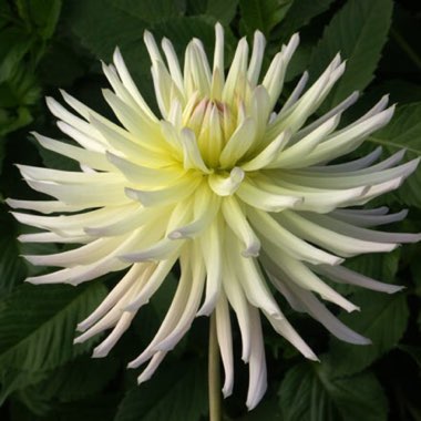 Dahlia 'Shooting Star'