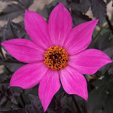 Dahlia 'Magenta Star'