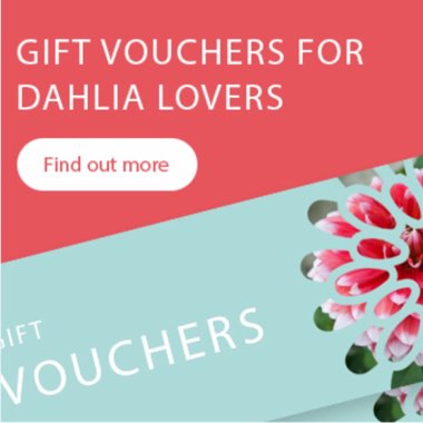 National Dahlia's garden