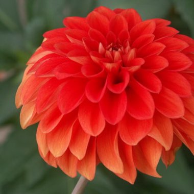 Dahlia 'Happy Halloween'