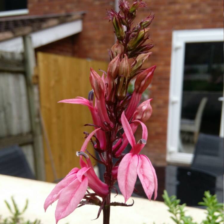 Plant image Lobelia x speciosa 'Fan Salmon'