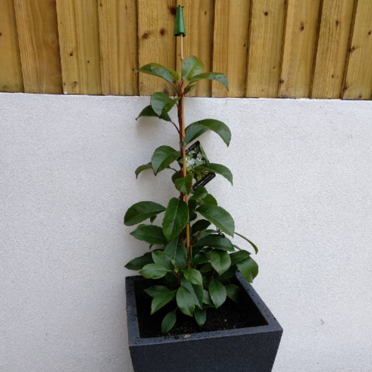 plant image 640366