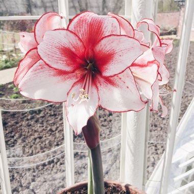 Hippeastrum 'Charisma'