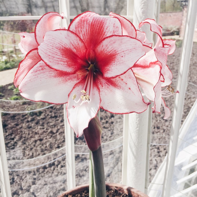 plant image 447056