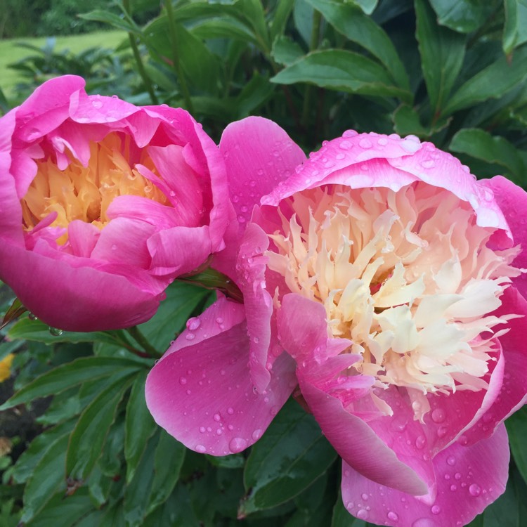 plant image 449172