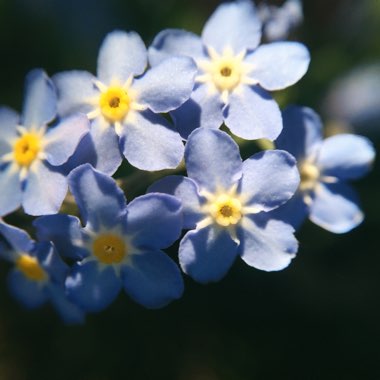 Forget-Me-Not