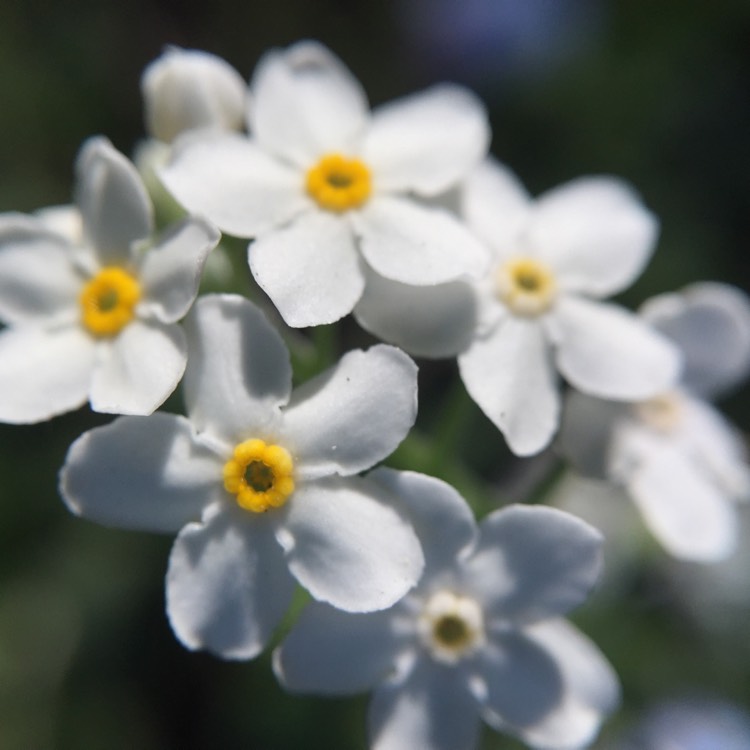 plant image 453315