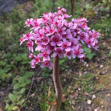 Elephant's Ears (Bergenia)