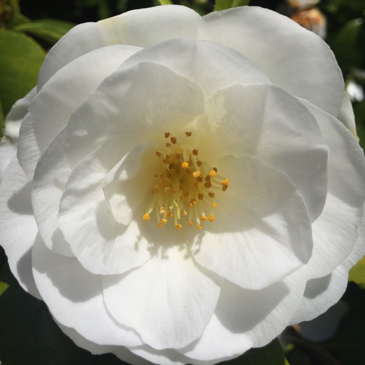 Plant image Camellia japonica 'Laurie Bray'