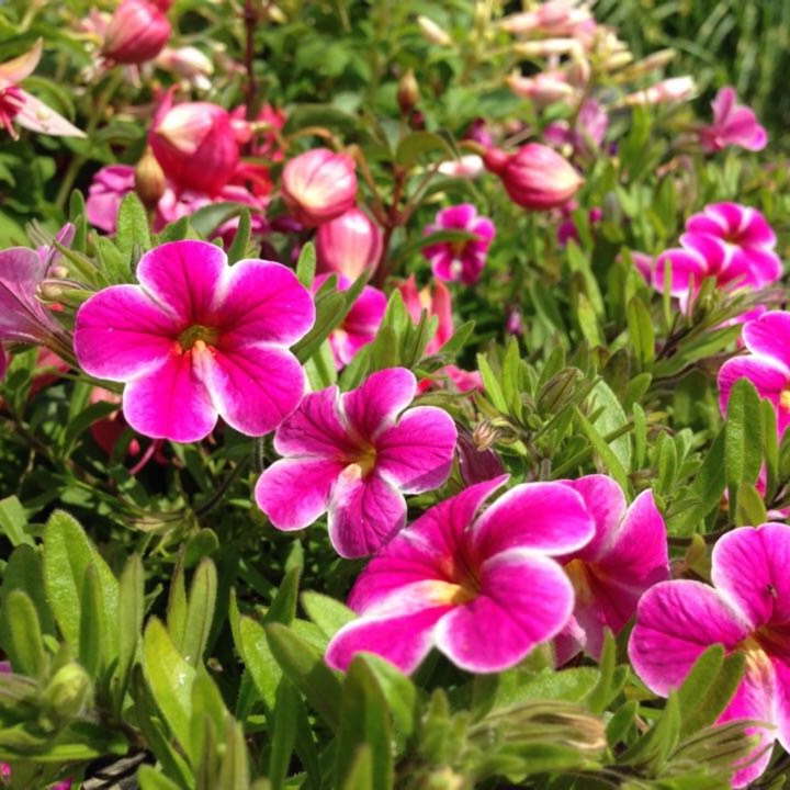 plant image 460423