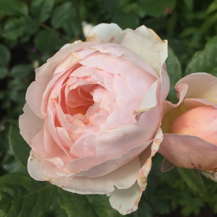 plant image 475957