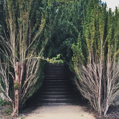 Irish Yew 'Fastigiata'