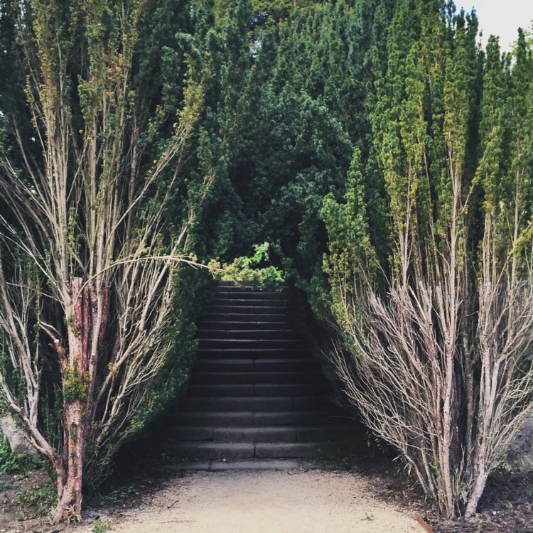 Plant image Taxus baccata 'Fastigiata'