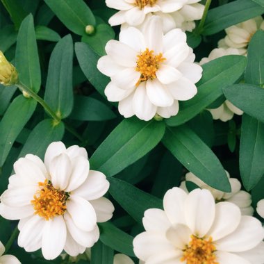 Zinnia