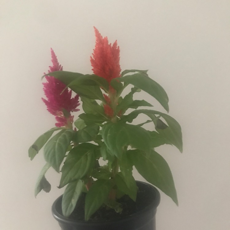 Plant image Celosia argentea plumosa 'Fairy Fountains'