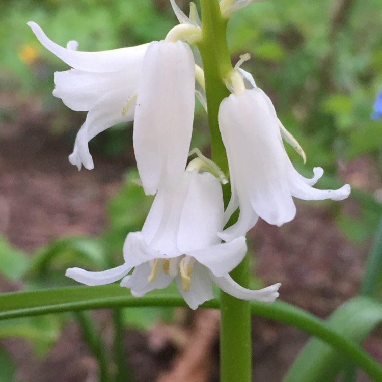 Plant image Hyacinthoides hispanica 'Alba'