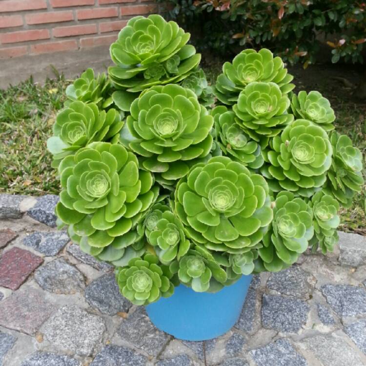 Plant image Aeonium Canariensis Giant Velvet Rose