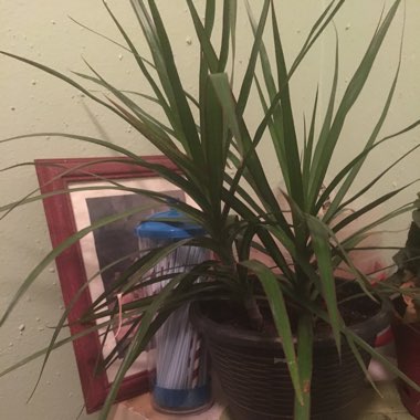 Madagascar Dragon Tree