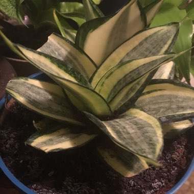 Golden Bird's Nest Snake Plant