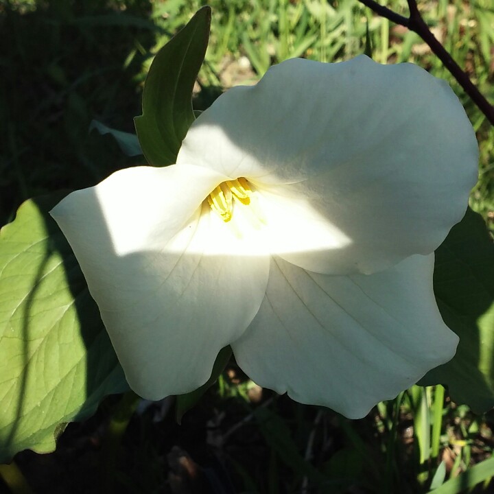 Plant image Trillium grandiflorum