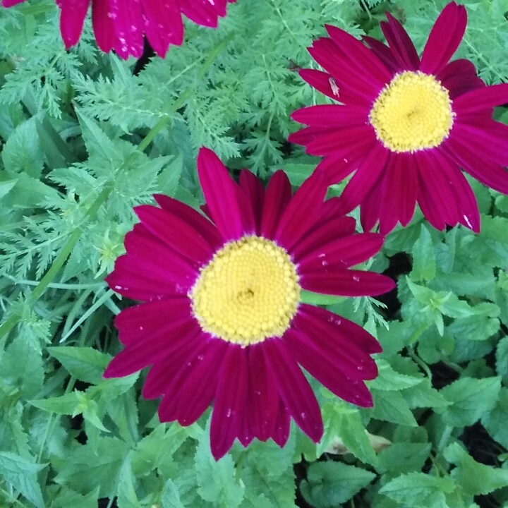 Plant image Tanacetum coccineum 'Robinson's Red' syn. Chrysanthemum coccineum 'Robinson's Red'