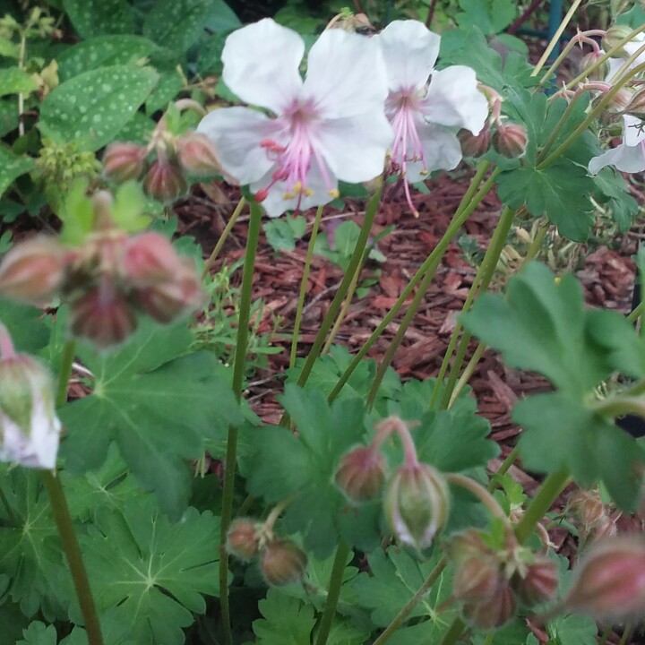 Plant image Geranium x cantabrigiense 'Biokovo'