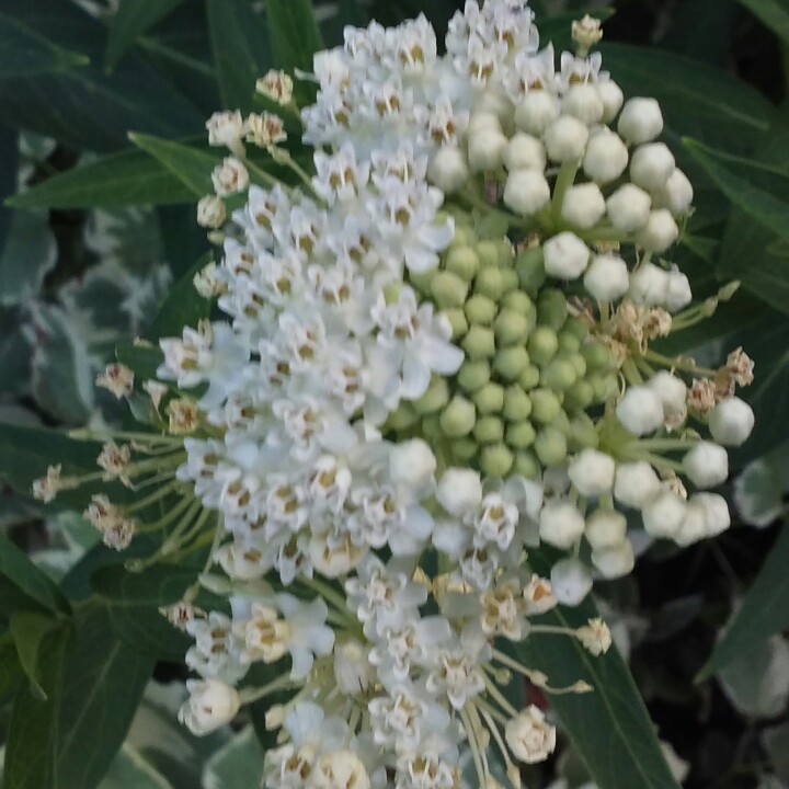 Plant image Asclepias incarnata 'White'