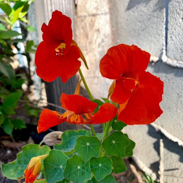 Plant image Tropaeolum lobbianum 'Spitfire'