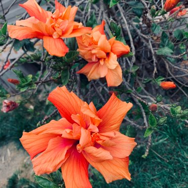 Hibiscus rosa-sinensis 'Mrs Andreasen'