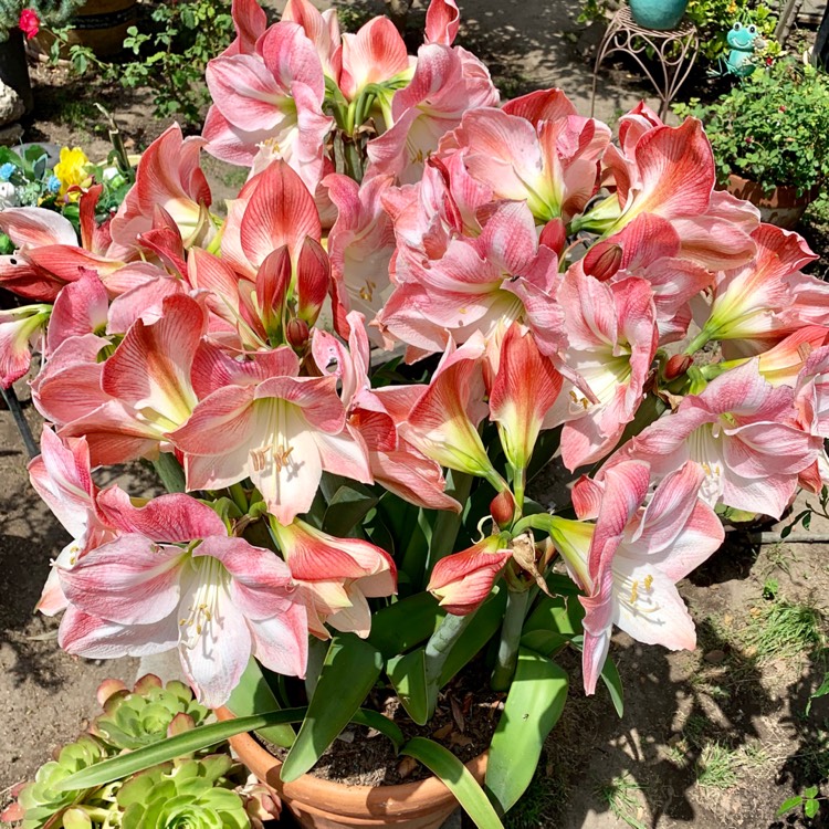 Plant image Hippeastrum (Galaxy Group) 'Apple Blossom'