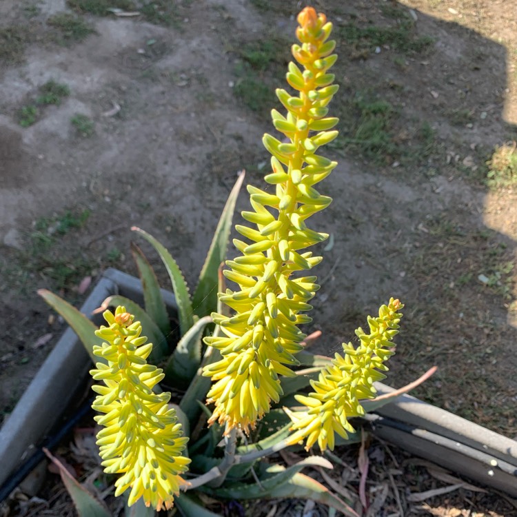 Plant image Aloe barbadensis syn. Aloe Vera