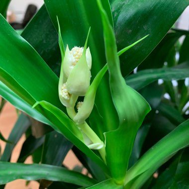 Dracaena fragrans 'Massangeana'