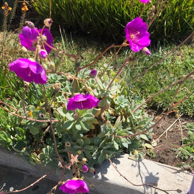 Calandrinia grandiflora