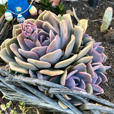 Echeveria Orion