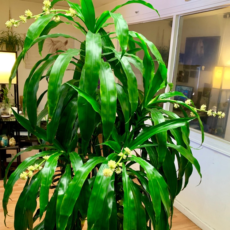 plant image 1019143