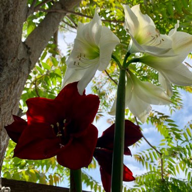 Hippeastrum (Galaxy Group) 'Royal Velvet'