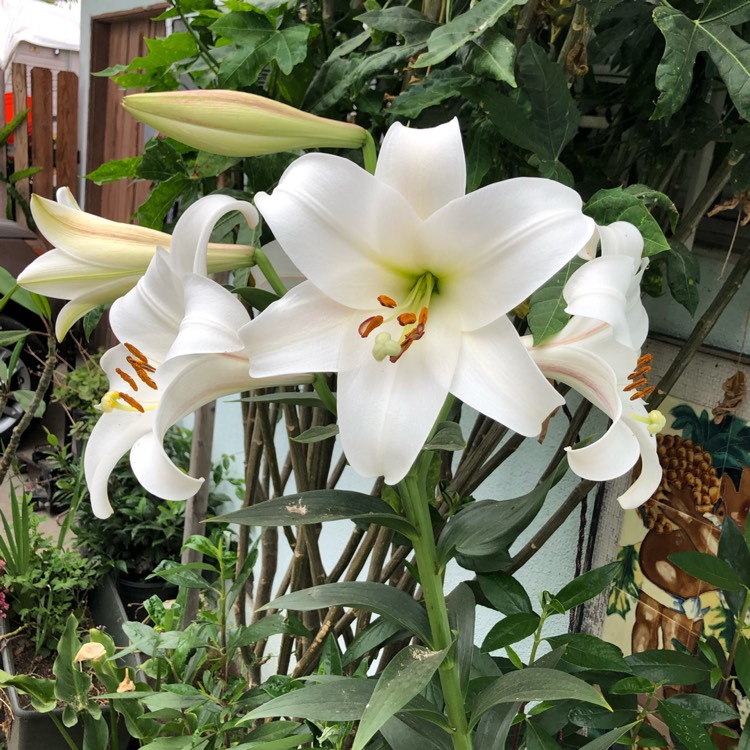 plant image 1079919