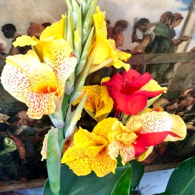 Canna 'Cleopatra' syn. Canna 'Yellow King Humbert', Canna 'Harlequin'