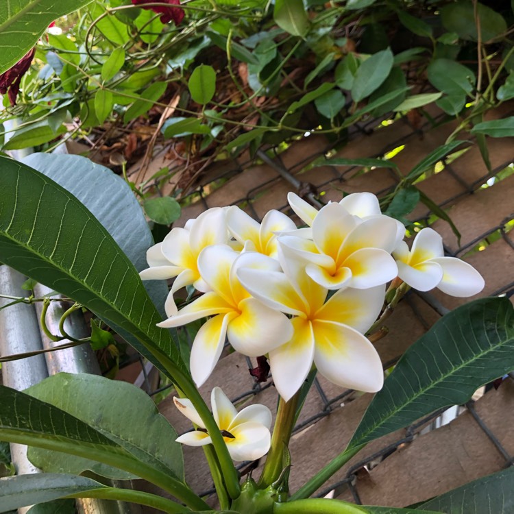 plant image 1172853