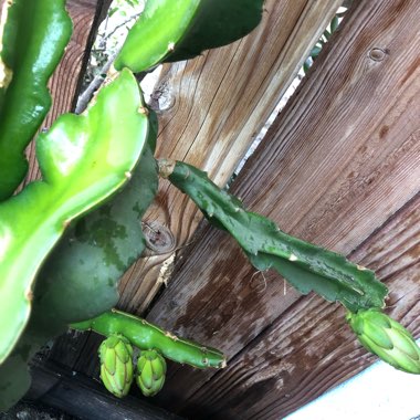 Hylocereus undatus